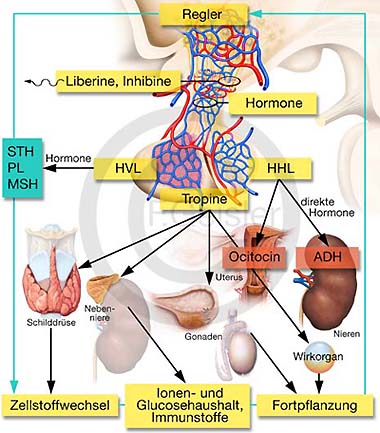 hormone absetzen abnehmen