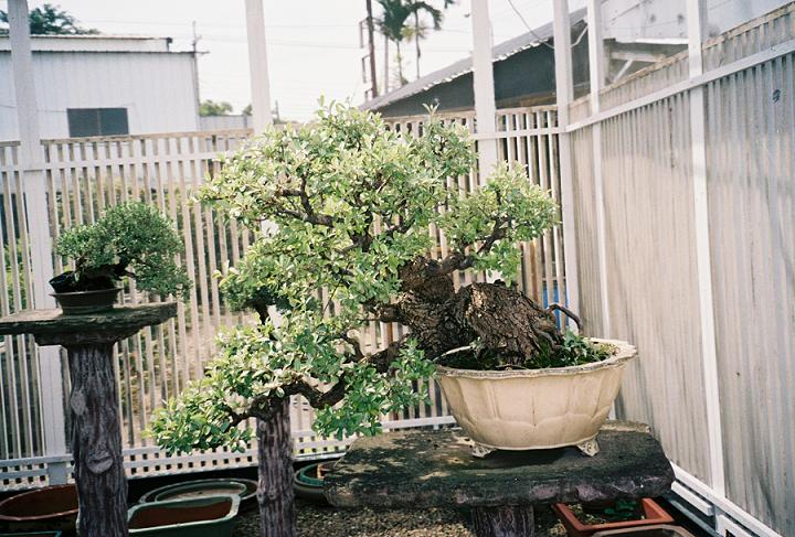 taiwan bonsai