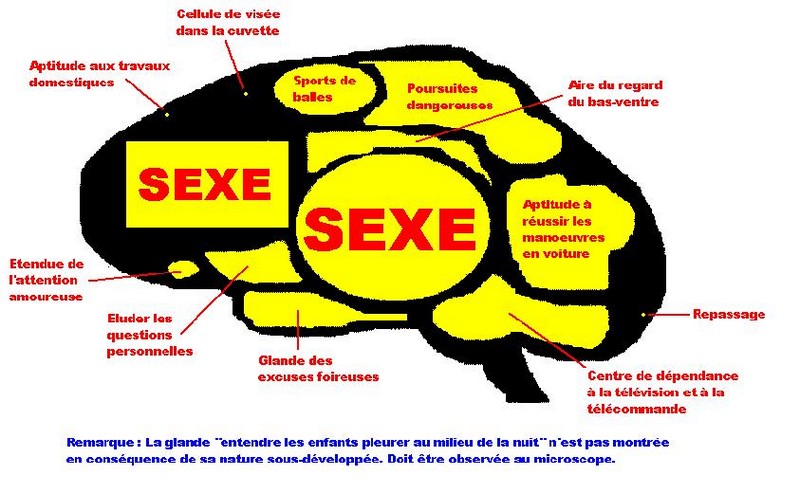 Cerveau d'un homme^^