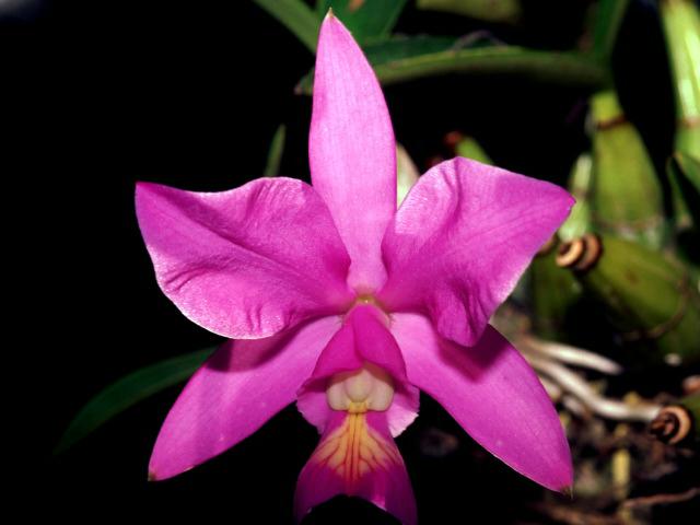 orchid11.jpg