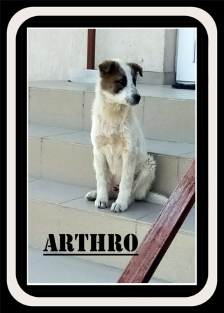arthro10.png