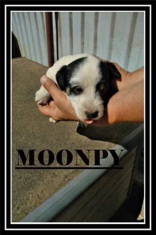 moonpy10.png