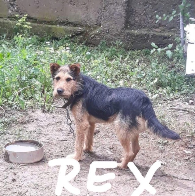 rex10.jpg