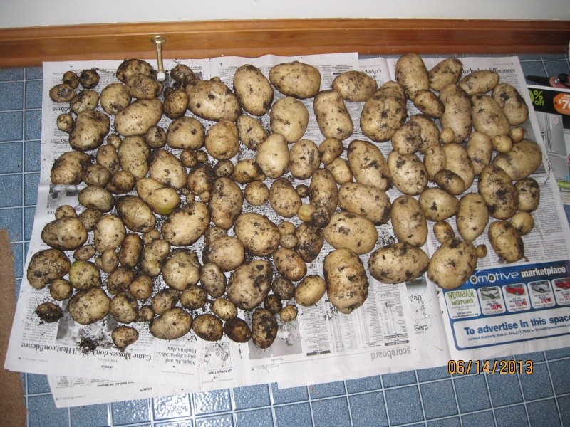 potato13.jpg
